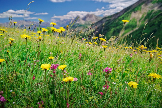 Prairie fleurie dans le parc national du Mercantour -   2
Col d'Allos (2248m)
[Parc national du Mercantour]
Mots-clés: mercantour categ_ete pissenlit prairie fleur-de-montagne