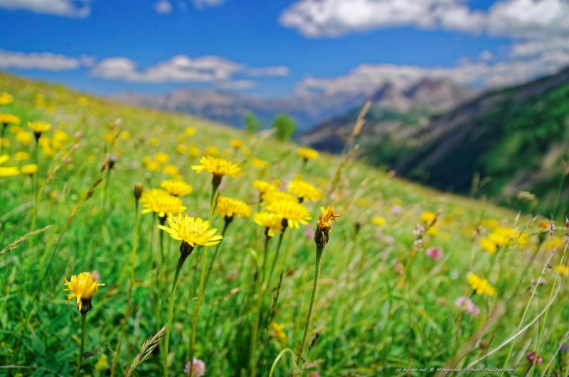 Prairie fleurie dans le parc national du Mercantour -  3
Col d'Allos (2248m)
[Parc national du Mercantour]
Mots-clés: mercantour categ_ete pissenlit prairie fleur-de-montagne regle_des_tiers