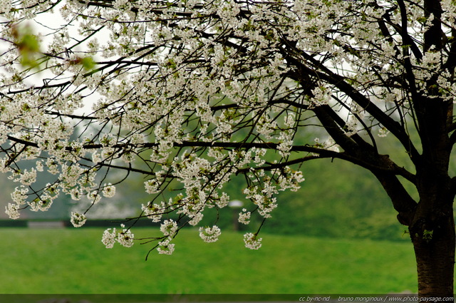 Arbre en fleurs : le printemps est là 
[Le printemps en image]
Mots-clés: fleurs printemps plus_belles_images_de_printemps