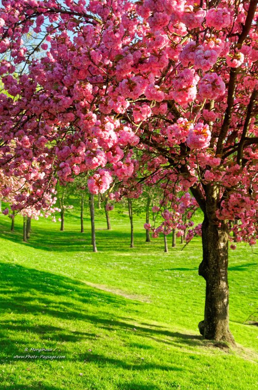 Cerisier fleuri au printemps
[Images de printemps]
Mots-clés: printemps cerisier herbe pelouse cadrage_vertical