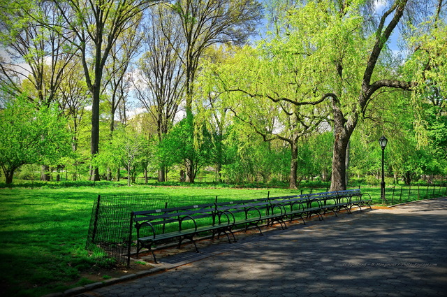 Promenade dans les allées de Central Park -  2
Manhattan, New-York, USA
Mots-clés: Manhattan New-York USA printemps