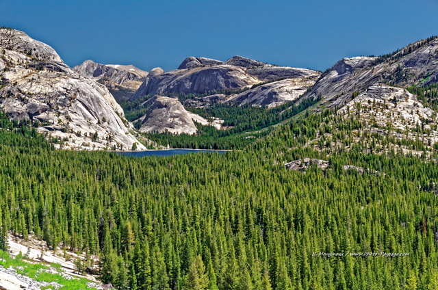 Une vue sur le lac Tenaya et le Pywiack Dome
Vus depuis la Tioga Road (route 120).
Parc National de Yosemite, Californie, USA
Mots-clés: californie yosemite USA foret_usa categ_ete categorielac conifere montagne_usa