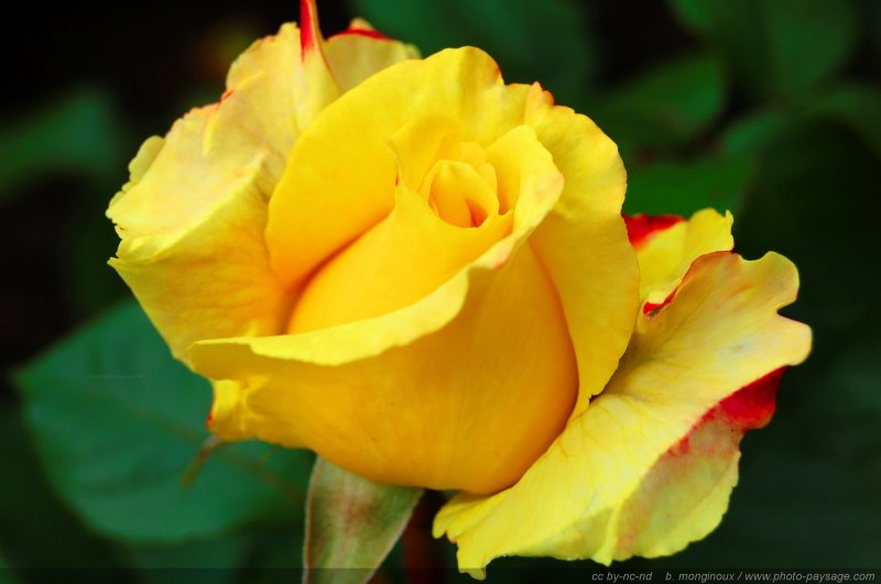 Qu'elle est belle cette rose jaune
Mots-clés: rose fleurs printemps