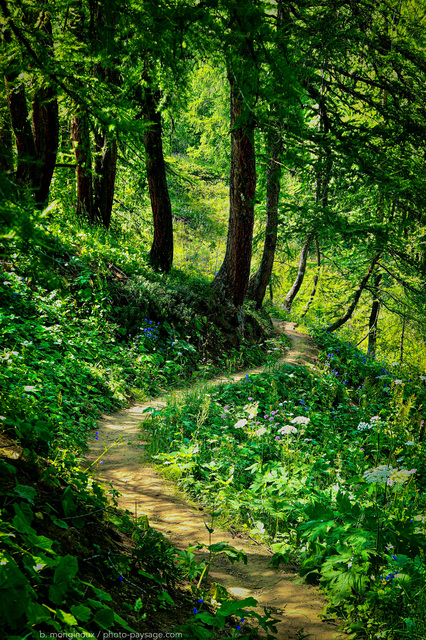 Sentier en forêt en Savoie 
Balade dans les montagnes de Savoie à proximité de Tignes. 
Mots-clés: Sentier categ_ete cadrage_vertical tignes