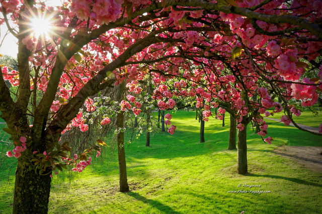 Rayons de soleil à  travers les branches d'un cerisier en fleurs
[Images de printemps]
Mots-clés: printemps cerisier herbe pelouse