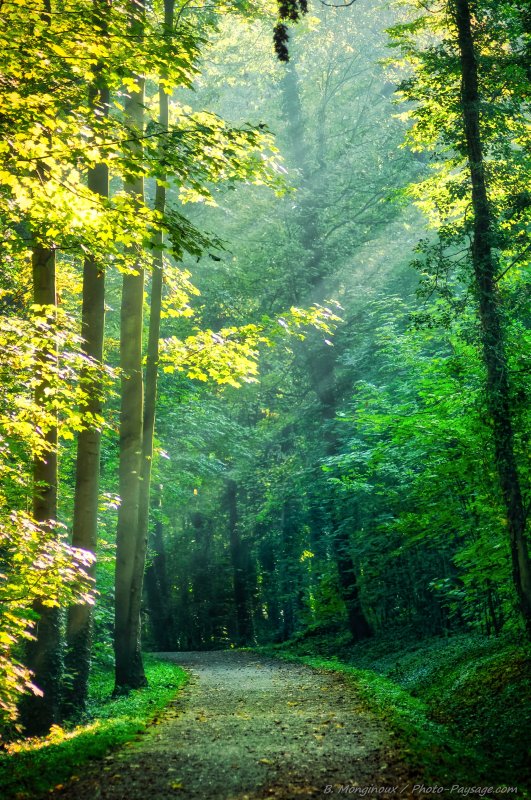 Rayons de soleil pénétrant la forêt
Mots-clés: rayon_de_soleil_en_foret chemin cadrage_vertical