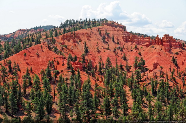 Red Canyon   04
Red Canyon, Scenic byway 12, Utah, USA
Mots-clés: red_canyon utah usa categ_ete foret_usa montagne_usa