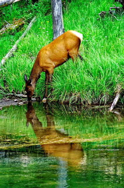 Reflets d'un elk (ou wapiti) s'abreuvant dans la rivière Gibbon
Parc national de Yellowstone, Wyoming, USA
Mots-clés: yellowstone cadrage_vertical wyoming usa categ_animal riviere reflets elk foret_usa les_plus_belles_images_de_nature