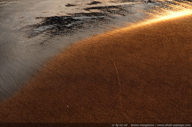 Sable doré par la lumière du soleil couchant
Massif dunaire de l'Espiguette
Le Grau du Roi / Port Camargue (Gard). 
Mots-clés: nature plage coucher_de_soleil mer mediterranee plage dune espiguette gard languedoc_roussillon languedoc-roussillon littoral nature