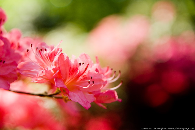 Rhododendrons roses
Mots-clés: fleurs rhododendron printemps st-valentin macrophoto