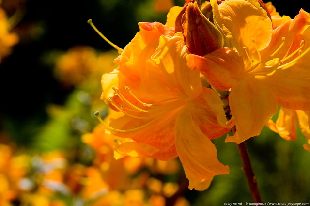 Rhododendrons jaunes
Mots-clés: fleurs rhododendron printemps st-valentin