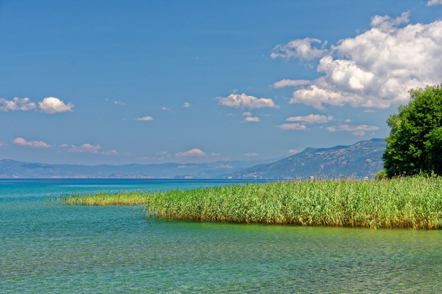 Roseaux au bord du lac d'Ohrid
Saint Naum, Macédoine
Mots-clés: Ohrid Macedoine roseau categorielac categ_ete