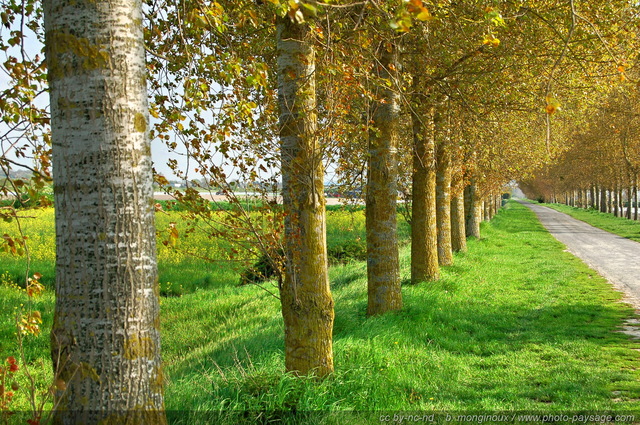 Route normande
Route à  proximité de la baie du Mont Saint Michel
Mots-clés: normandie mont_st_michel route chemin rural normandie alignement_d_arbre
