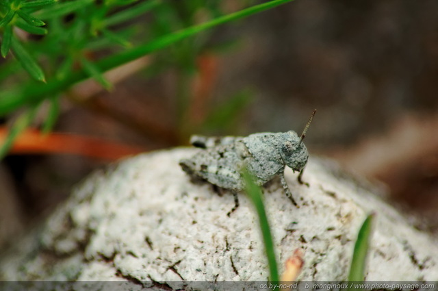 Sauterelle sur un caillou
Pré de Mme Carle / Réserve naturelle de la Haute Vallée de St Pierre
(Parc Naturel des Ecrins)
Mots-clés: Alpes_Ecrins montagne nature categ_ete insecte sauterelle