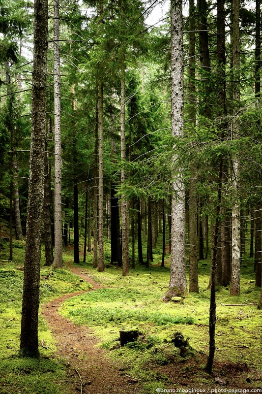 Sentier forestier dans le Tyrol
Igls, Innsbruck, Tyrol, Autriche
Mots-clés: Autriche conifere mousse ecorce les_plus_belles_images_de_nature cadrage_vertical sentier
