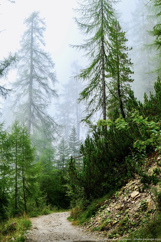 Randonnée en forêt dans la brume 
Brume sur un sentier de randonnée dans une forêt des Dolomites, Alpes italiennes. 
Mots-clés: Sentier brume foret_alpes cadrage_vertical categ_ete Italie_autre
