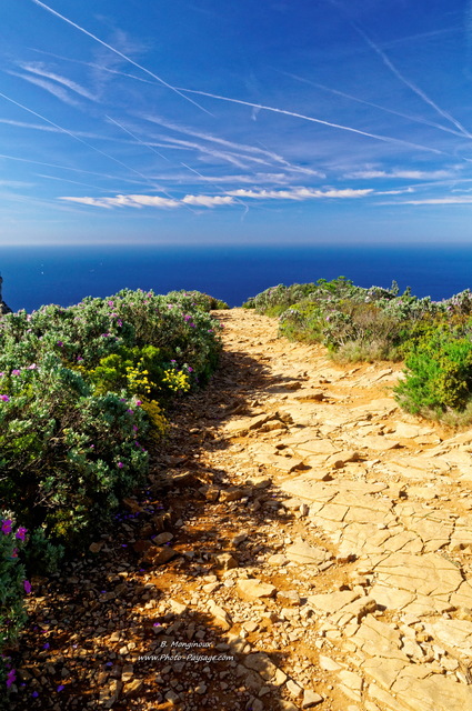 Sentier au bord des falaises Soubeyranes (Cap Canaille)
Falaises Soubeyranes / Cassis,  Bouches-du-Rhône
Mots-clés: cassis calanques littoral provence mer mediterranee sentier falaise autres_fleurs cadrage_vertical