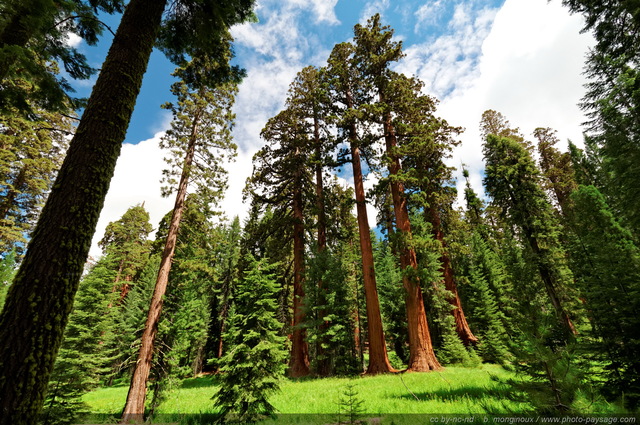 Séquoias géants
Mariposa Grove, Yosemite National Park, Californie, USA
Mots-clés: USA etats-unis californie yosemite sequoia categ_ete grand-angle foret_usa