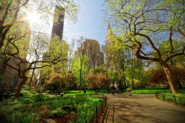 Soleil printanier à  Madison Square Park
Midtown Manhattan (centre de Manhattan)
New York, USA
Mots-clés: new-york usa printemps contre-jour les_plus_belles_images_de_ville
