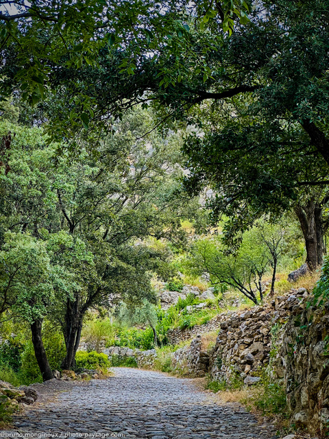 Chemin de pierre bordé d'arbres à  St-Guihem-le-désert
Saint-Guilhem-le-désert (Hérault), un des plus beaux villages de France
Mots-clés: Chemin alignement_arbres cadrage_vertical