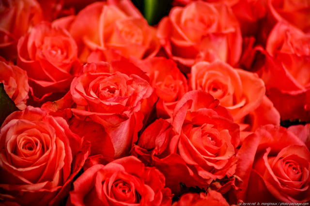 Des roses rouge clair sur le marché aux fleurs d'Amsterdam
Amsterdam, Pays-Bas
Mots-clés: fleurs amsterdam pays-bas hollande rose