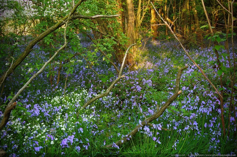 Tapis de fleurs en sous bois
Forêt de Saint-Yon, Essonne
Mots-clés: printemps jacinthe