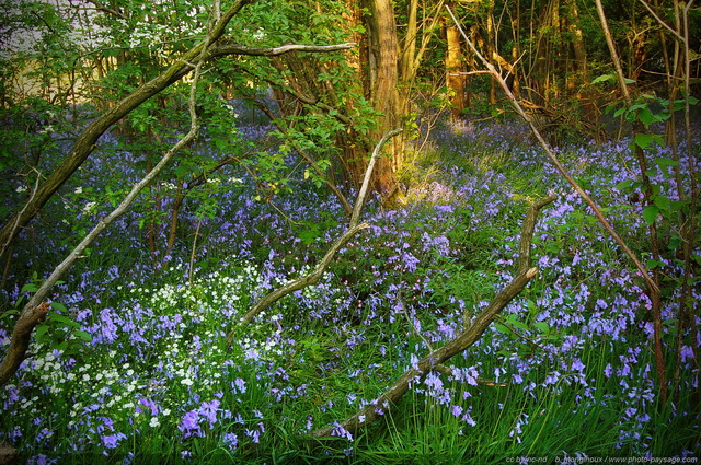 Tapis de fleurs en sous bois
Forêt de Saint-Yon, Essonne
Mots-clés: printemps jacinthe