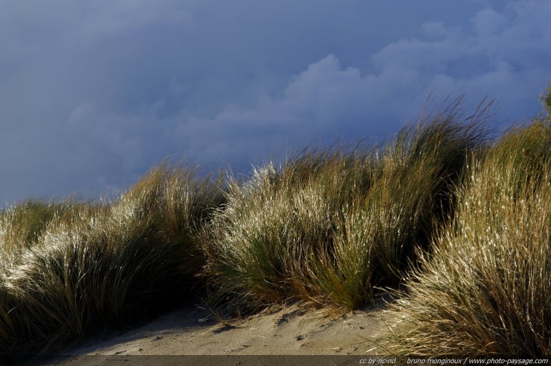 Temps d'automne sur les dunes du lido du Grand Travers - 03
Les plages du Languedoc-Roussillon
Mots-clés: plage languedoc-roussillon herault mer mediterranee dune