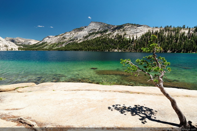 Tenaya lake
Yosemite National Park, Californie, USA
Mots-clés: arbre_remarquable USA etats-unis californie arbre_seul yosemite categorielac categ_ete montagne_usa grand-angle les_plus_belles_images_de_nature