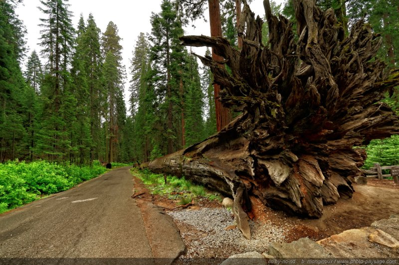 The Fallen Monarch
Ce séquoia géant gît sur le sol de la forêt depuis plusieurs siècles. Son tronc, pratiquement intact, est protégé par l'acide tanique qui ralentit le processus de décomposition de l'arbre... jusqu'à ce que les intempéries (pluie et neige) finissent par lessiver le tanin présent dans ce bois et laissent champignons et bactérie œuvrer à la disparition ce géant.

Bois de Mariposa Grove, Parc National de Yosemite, Californie, USA
Mots-clés: yosemite californie usa categ_ete sequoia foret_usa arbre_remarquable