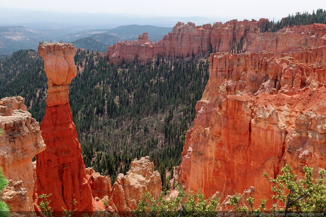 The Hunter  - Agua Canyon
Bryce Canyon National Park, Utah, USA
Mots-clés: bryce_canyon utah usa nature hoodoo categ_ete foret_usa