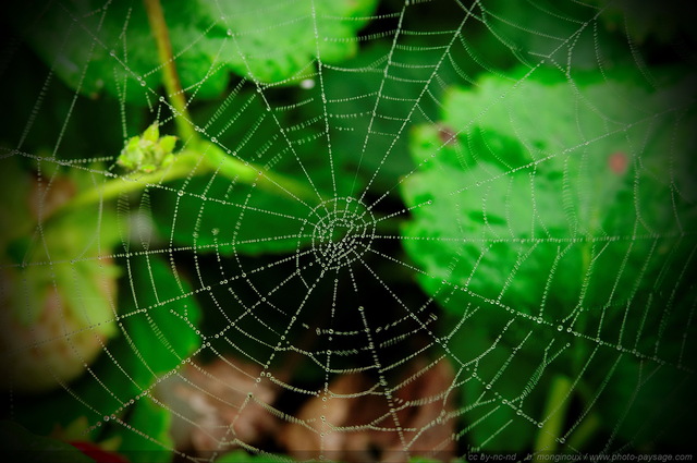 Toile d'araignée tissée en spirale
Mots-clés: goutte