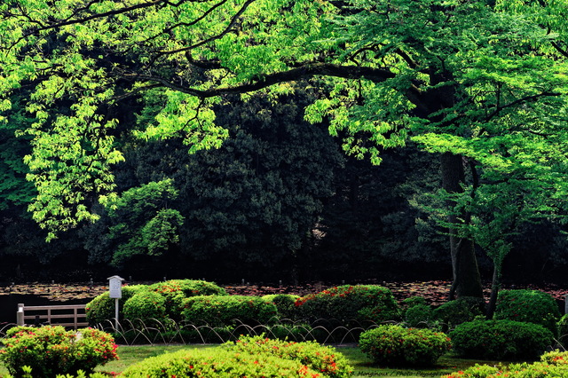 Jardin impérial du sanctuaire Meiji
Tokyo (quartier Shibuya), Japon
Mots-clés: tokyo japon printemps