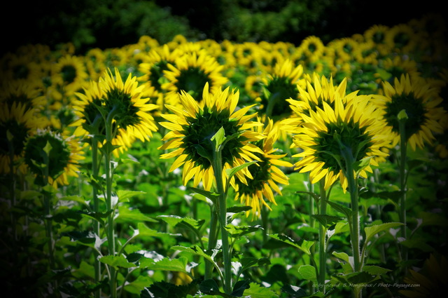 Tournesols vus de dos
Plateau de Valensole, Alpes-de-Haute-Provence
Mots-clés: provence categ_ete tournesol