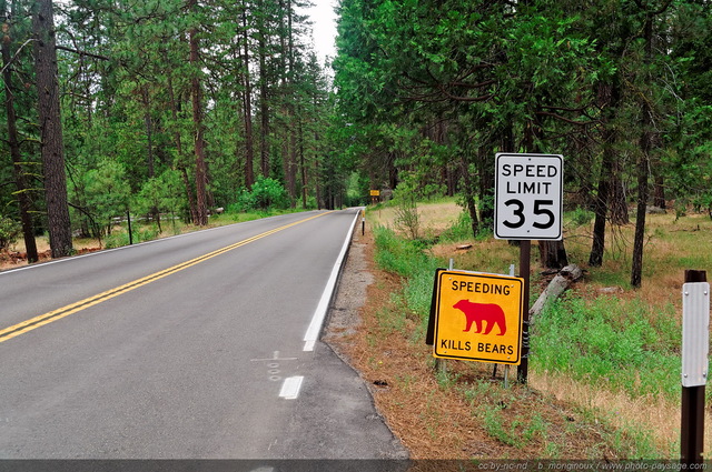 Yosemite : attention à  la traversée d'ours sur la route !
Parc National de Yosemite, Californie, USA
Mots-clés: yosemite californie usa categ_ete foret_usa routes_ouest_amerique insolite