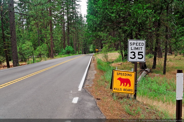 Yosemite : attention à la traversée d'ours sur la route !
Parc National de Yosemite, Californie, USA
Mots-clés: yosemite californie usa categ_ete foret_usa routes_ouest_amerique insolite