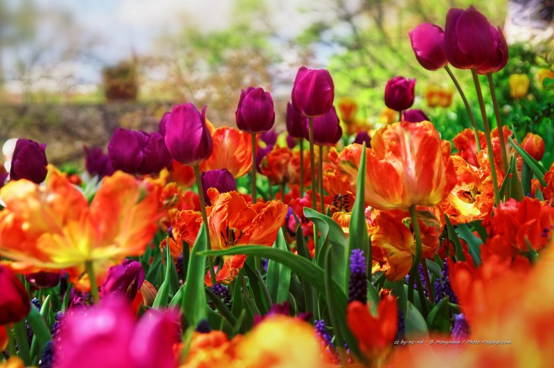 Tulipes dans Central Park   1
Central Park, New-York, USA
Mots-clés: fleurs tulipe printemps new-york usa manhattan