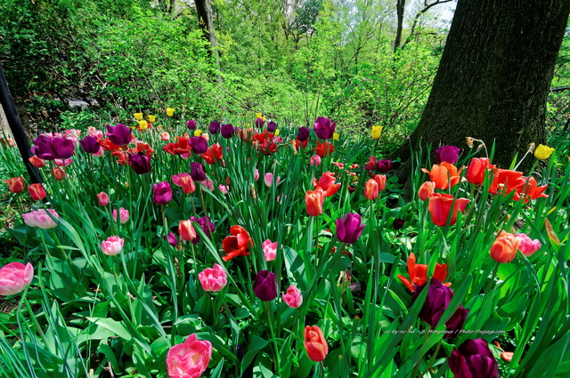 Tulipes dans Central Park   2
Central Park, New-York, USA
Mots-clés: fleurs tulipe printemps new-york usa manhattan plus_belles_images_de_printemps