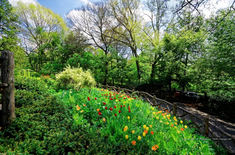 Tulipes dans Central Park   3
Central Park, New-York, USA
Mots-clés: fleurs tulipe printemps new-york usa manhattan plus_belles_images_de_printemps