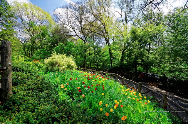 Tulipes dans Central Park   3
Central Park, New-York, USA
Mots-clés: fleurs tulipe printemps new-york usa manhattan plus_belles_images_de_printemps