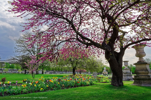 Un magnifique arbre de Judée en fleurs dans le jardin des Tuileries
Printemps et nature urbaine dans le jardin des Tuileries : une pelouse bien verte, des tulipes multicolores, et un arbre de Judée en pleine  floraison. 
Paris, France
Mots-clés: categparisconcorde arbre_en_fleur printemps pelouse herbe tulipe arbre_de_judee