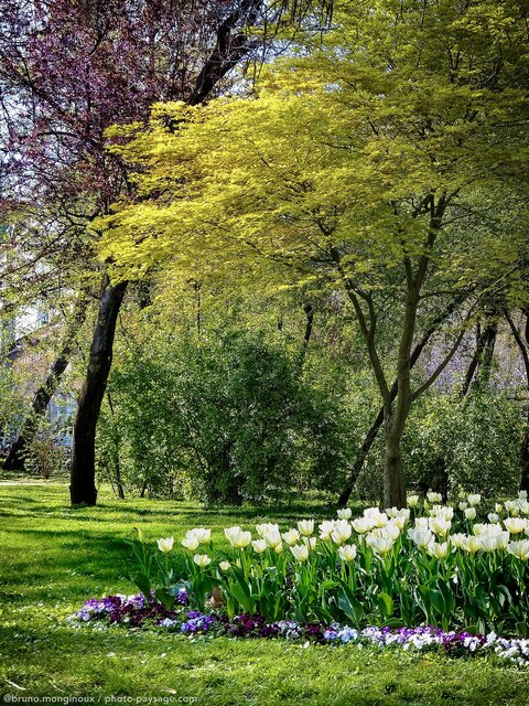 Tulipes blanches à Vienne
Dans un parc de Vienne, Autriche 
Mots-clés: Printemps tulipes cadrage_vertical