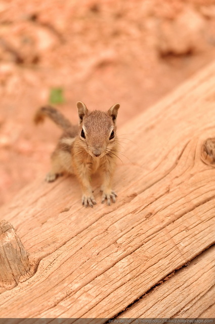 Un chipmunk (tamia)
Bryce Canyon National Park, Utah, USA
Mots-clés: bryce_canyon utah usa nature hoodoo categ_ete chipmunk ecureuil categ_animal