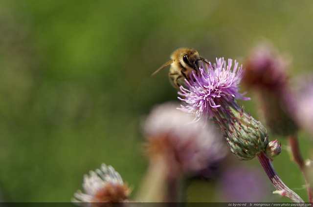 Un abeille butine une fleur au bord du lac de Constance
Allemagne
Mots-clés: allemagne abeille insecte fleurs