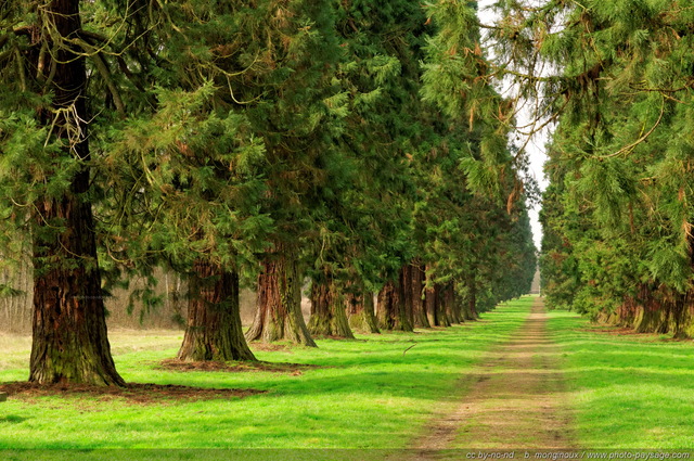 Un alignement de séquoias
Forêt de Ferrières, Seine et Marne
Mots-clés: sequoia alignement_d_arbre chemin foret_ferrieres