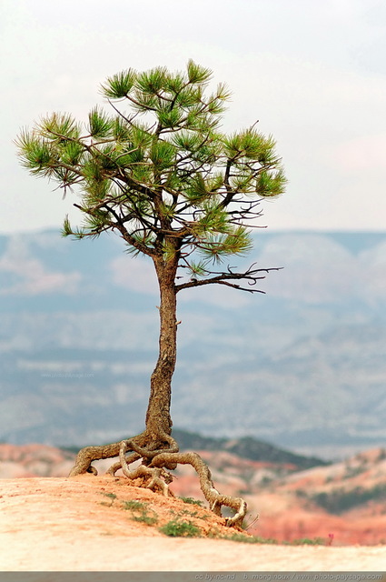 Un arbre en bord de falaise à  Bryce Canyon
Bryce Canyon National Park, Utah, USA
Mots-clés: bryce_canyon utah usa nature hoodoo categ_ete conifere cadrage_vertical arbre_seul