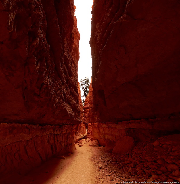 Un arbre entre les deux parois du canyon
(assemblage panoramique vertical)
Bryce Canyon National Park, Utah, USA
Mots-clés: bryce_canyon utah usa nature hoodoo categ_ete photo_panoramique desert montagne_usa cadrage_vertical