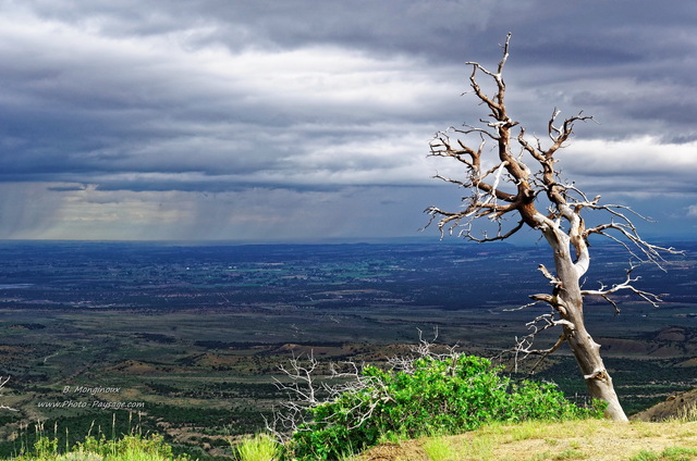 Un arbre mort au bord de la falaise photographié depuis Montezuma Overlook (Mesa Verde)  
En arrière plan, les plaines du Colorado.
Parc national de Mesa Verde, Colorado, USA
Mots-clés: mesa_verde etat_colorado usa arbre_mort ciel_d_en_bas arbre_seul