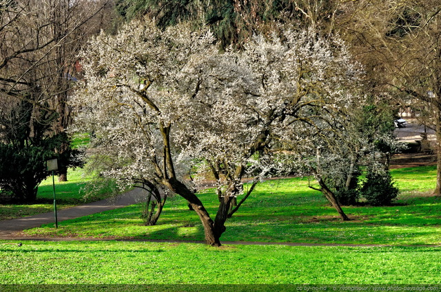 Rome : un arbre en fleurs dans le parc de la Villa Borghèse 2
Rome, Italie
Mots-clés: rome italie jardins_de_rome arbre_en_fleur printemps