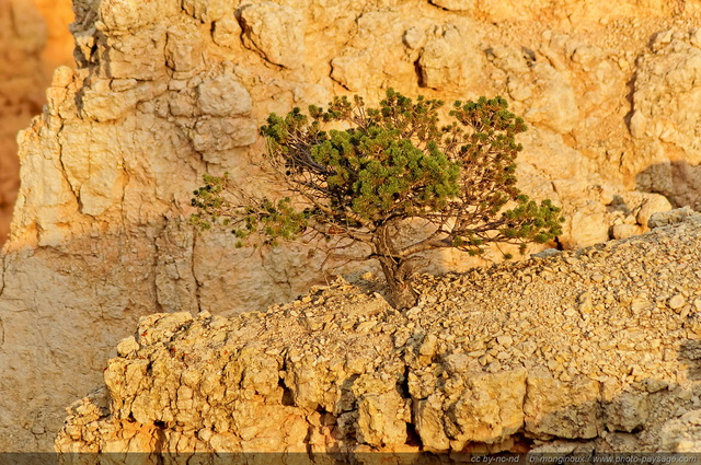 Un arbuste au sommet d'une paroi rocheuse
Bryce Canyon National Park, Utah, USA
Mots-clés: bryce_canyon utah usa nature hoodoo categ_ete conifere desert